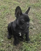 Edison , a male French Bulldog for sale in Garretson, SD – 6 of 6