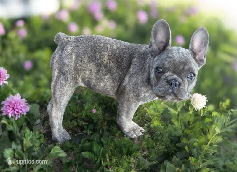 Ellie – French Bulldog puppy for sale in Garretson, SD