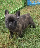 Eve, a female French Bulldog for sale in Garretson, SD – 2 of 2