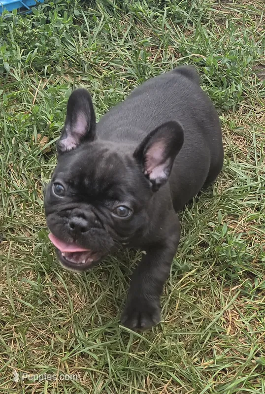 Edison  – French Bulldog puppy for sale in Garretson, SD