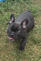 Edison , a male French Bulldog for sale in Garretson, SD – 3 of 4