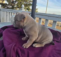 Moses, a male French Bulldog and American Bully for sale in Garretson, SD – Photo 2 of 3