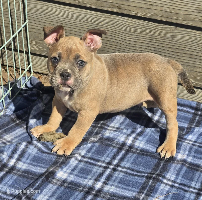 Moses – French Bulldog, American Bully puppy for sale in Garretson, SD