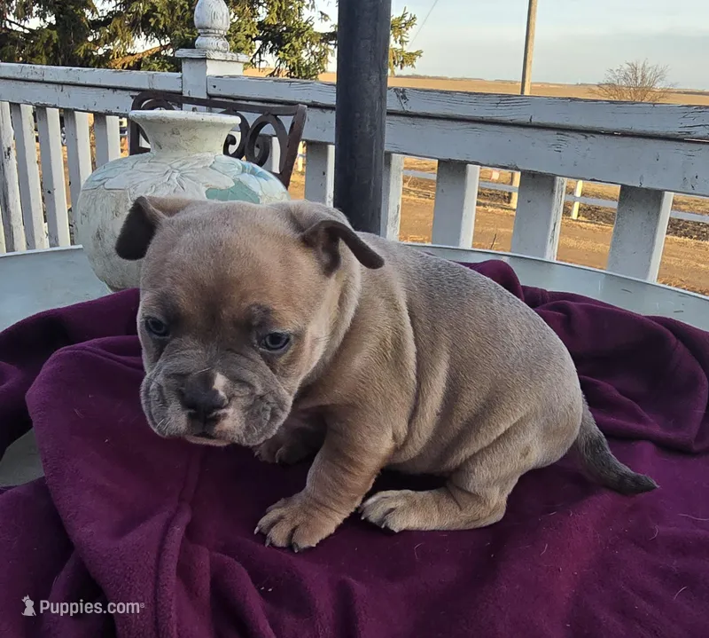 Moses – French Bulldog, American Bully puppy for sale in Garretson, SD
