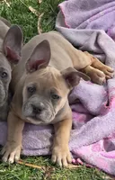 Moses, a male French Bulldog and American Bully for sale in Garretson, SD – 1 of 4