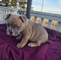 Moses, a male French Bulldog and American Bully for sale in Garretson, SD – Photo 3 of 3