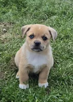 Colton, a male Pembroke Welsh Corgi and Pug for sale in Garretson, SD – 2 of 4