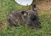 Eden, a female French Bulldog for sale in Garretson, SD – 4 of 4