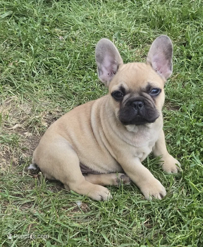Micky – French Bulldog puppy for sale in Garretson, SD