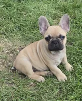 Micky, a male French Bulldog for sale in Garretson, SD – 1 of 9