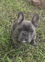 Ember, a female French Bulldog for sale in Garretson, SD – 5 of 6