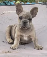 Olaf, a male French Bulldog for sale in Garretson, SD – 1 of 4