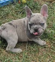 Elmo, a male French Bulldog for sale in Garretson, SD – 3 of 4