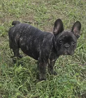 Eve, a female French Bulldog for sale in Garretson, SD – 2 of 3
