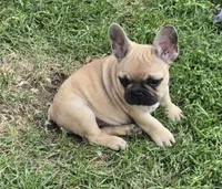 Micky, a male French Bulldog for sale in Garretson, SD – 2 of 9