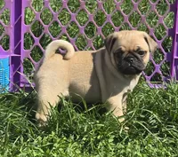 Paul, a male Pug for sale in Garretson, SD – 2 of 3