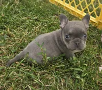 Olive, a female French Bulldog and American Bully for sale in Garretson, SD – 3 of 3