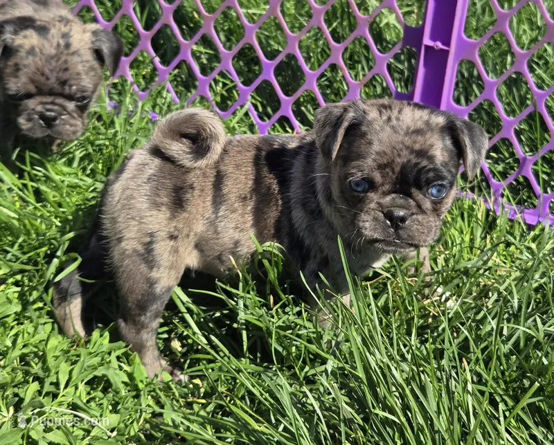 Preston – Pug puppy for sale in Garretson, SD