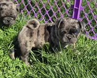 Preston, a male Pug for sale in Garretson, SD – 1 of 1