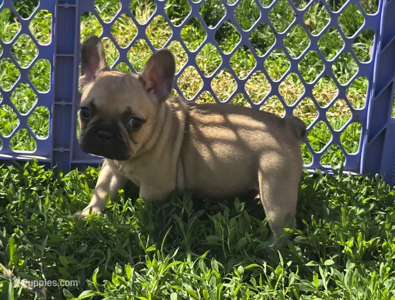 Misty – French Bulldog puppy for sale in Garretson, SD