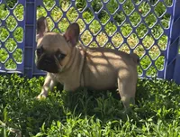 Misty, a female French Bulldog for sale in Garretson, SD – 1 of 2