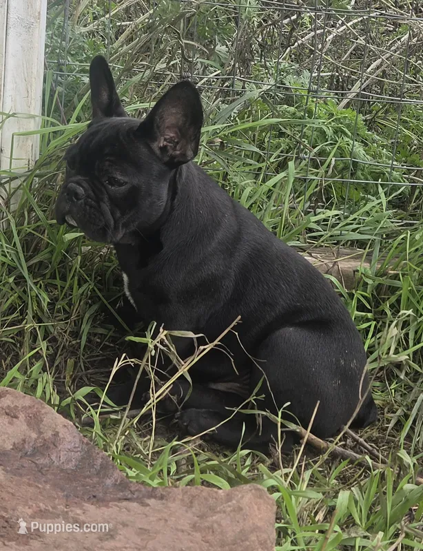 Edison  – French Bulldog puppy for sale in Garretson, SD