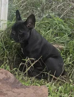 Edison , a male French Bulldog for sale in Garretson, SD – 1 of 6