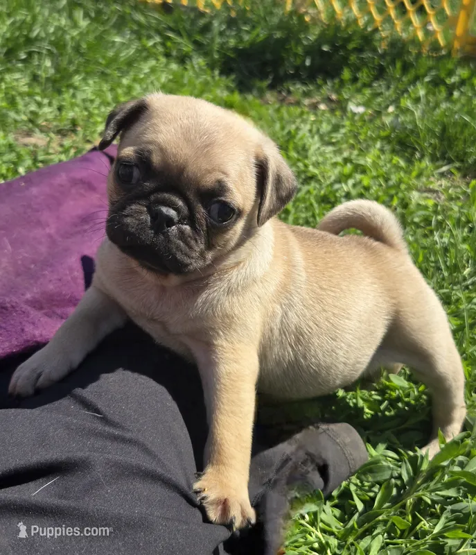 Precious  – Pug puppy for sale in Garretson, SD