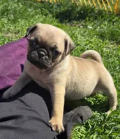Precious , a female Pug for sale in Garretson, SD – 1 of 2