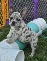 Reese, a female French Bulldog and American Bully for sale in Garretson, SD – 1 of 6