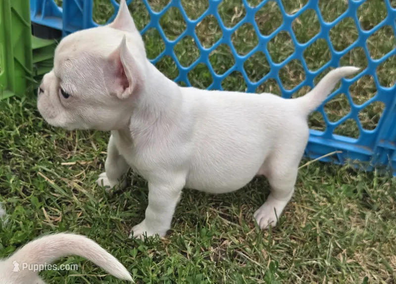 Popeye – French Bulldog, American Bully puppy for sale in Garretson, SD
