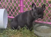 Elton, a male French Bulldog for sale in Garretson, SD – 2 of 4