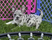 Reese, a female French Bulldog and American Bully for sale in Garretson, SD – 2 of 6