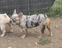 Jericho , a male French Bulldog for sale in Garretson, SD – 2 of 4