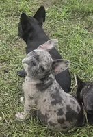 Emma, a female French Bulldog for sale in Garretson, SD – 10 of 10