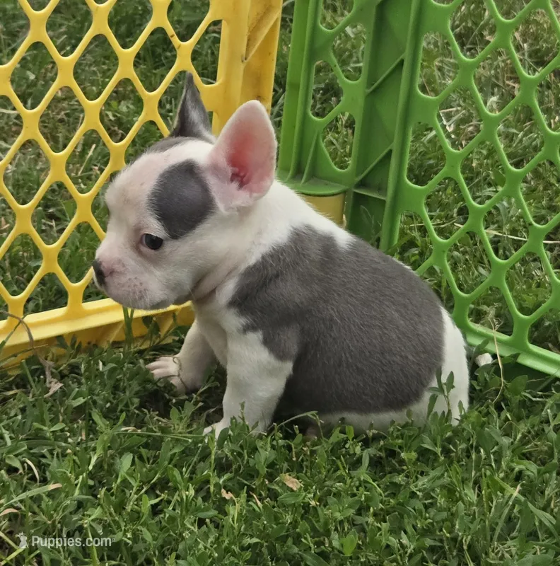 Monte Jr. – American Bulldog, French Bulldog puppy for sale in Garretson, SD