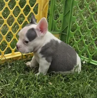 Monte Jr., a male American Bulldog and French Bulldog for sale in Garretson, SD – 1 of 7