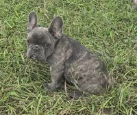 Ember, a female French Bulldog for sale in Garretson, SD – 6 of 6