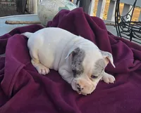 Memphis, a male French Bulldog and American Bully for sale in Garretson, SD – Photo 2 of 3