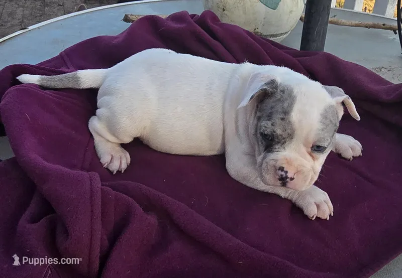 Memphis – French Bulldog, American Bully puppy for sale in Garretson, SD