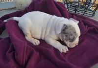 Memphis, a male French Bulldog and American Bully for sale in Garretson, SD – Photo 3 of 3