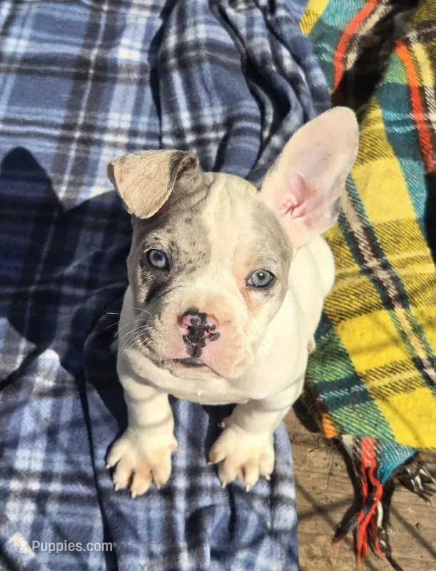 Memphis – French Bulldog, American Bully puppy for sale in Garretson, SD