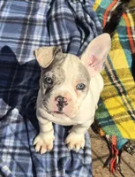 Memphis, a male French Bulldog and American Bully for sale in Garretson, SD – 1 of 3