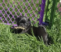 Pierce , a male Pug for sale in Garretson, SD – 2 of 2