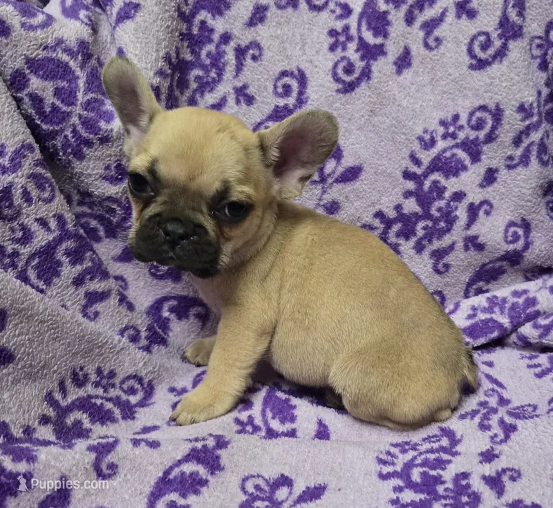 Misty – French Bulldog puppy for sale in Garretson, SD