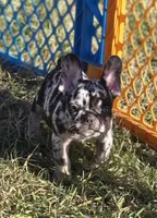 processed/83a895b2-ce4f-4890-bb18-7ab4d97d5977/listing/3a0a0205-aa01-478f-b24c-3cf3e05b39b6/5b8c4025-e751-4ce3-884f-8ded108d6c46