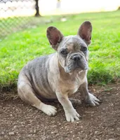 Olaf, a male French Bulldog for sale in Garretson, SD – 5 of 5