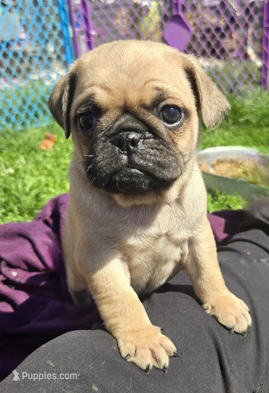 Paul – Pug puppy for sale in Garretson, SD