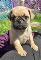 Paul, a male Pug for sale in Garretson, SD – 1 of 3