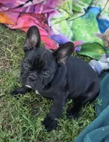 Edison , a male French Bulldog for sale in Garretson, SD – 2 of 4